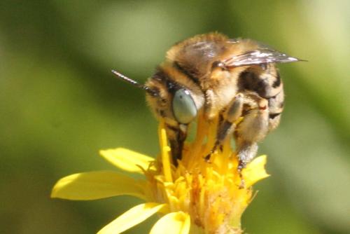 Réf. 293 343 : Anthophora bimaculata